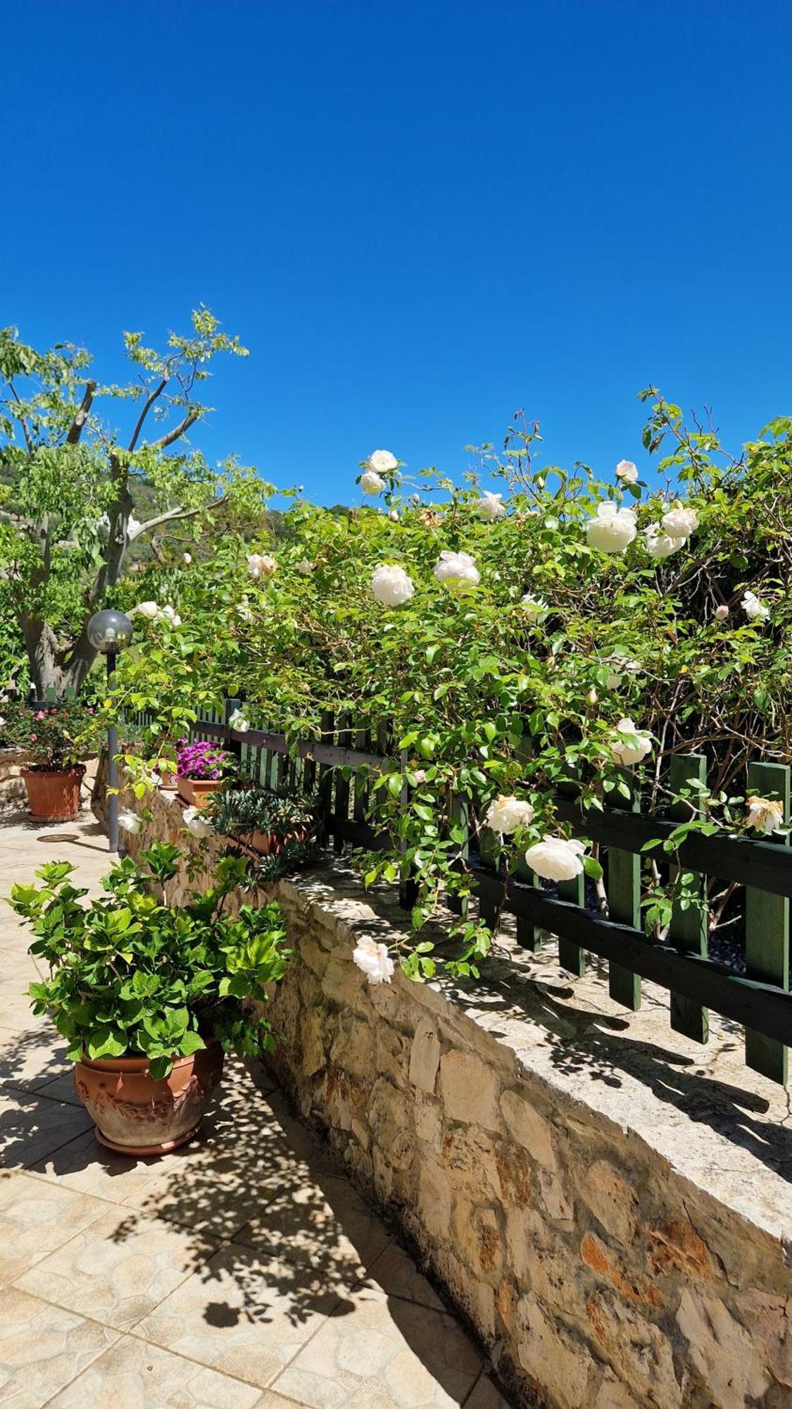 Trullo Grande Noce Villa Cisternino Esterno foto